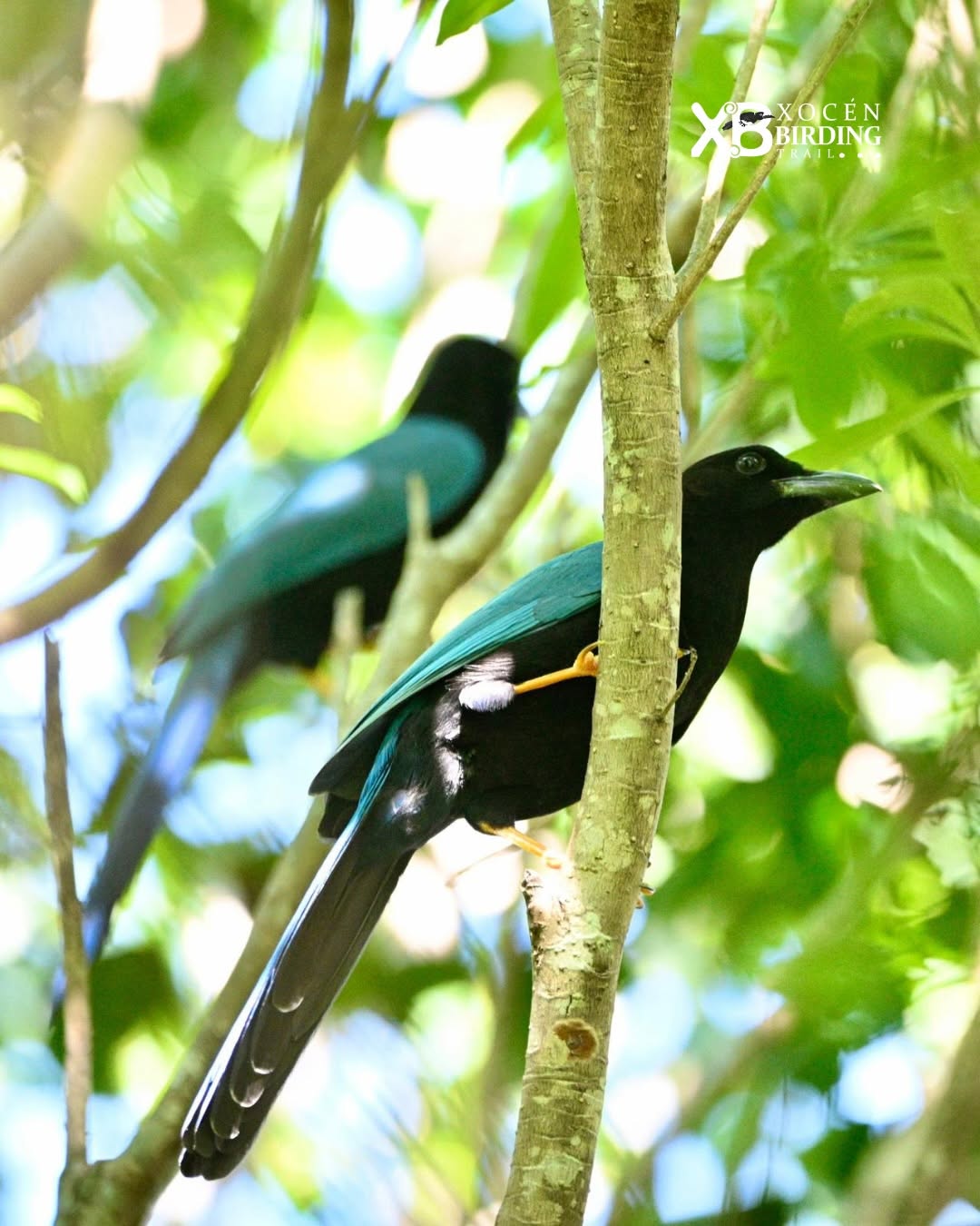 Xocén Birding Trail en Xocén, Yucatán